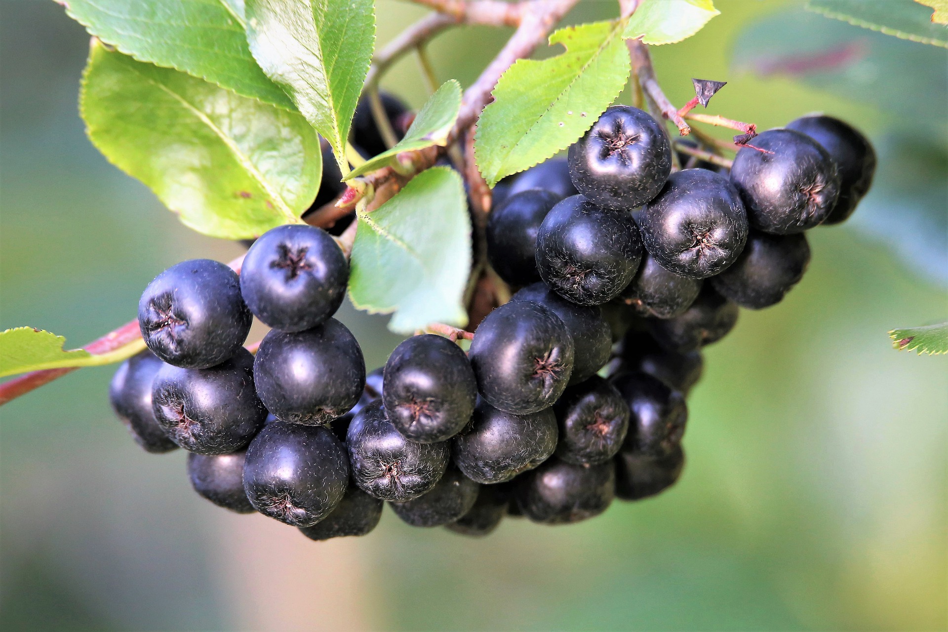 Aronia – polski superfood