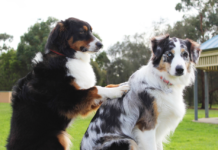 Dogoterapia