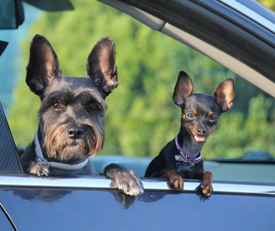 Zwierzęta w samochodzie – przepisy