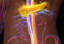 Insulinooporność – czyli co Insulinooporność - czyli co. Obraz przedstawia kolorowy zarys postaci ludzkiej z uwidocznionymi naczyniami krwionośnymi w kolorach czerwonym i niebieskim i centralnie położoną trzustką w kolorze żółtym.