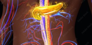 Insulinooporność - czyli co. Obraz przedstawia kolorowy zarys postaci ludzkiej z uwidocznionymi naczyniami krwionośnymi w kolorach czerwonym i niebieskim i centralnie położoną trzustką w kolorze żółtym.