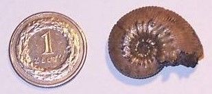 Moneta 1 złotych i muszla