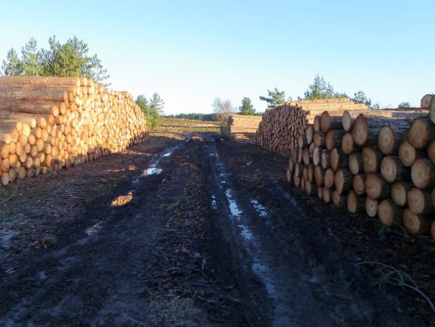 sterty drewna po obu stronach drogi