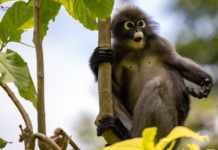 Małpia ospa – szczepionka Małpia ospa – szczepienia