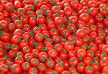 Trwa pomidorowy zawrót głowy