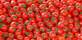 Trwa pomidorowy zawrót głowy
