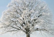 Objawy przesilenia zimowego Objawy przesilenia zimowego