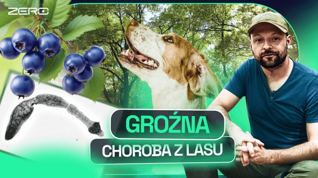 Czym jest bąblowica i jak się jej nabawiamy?