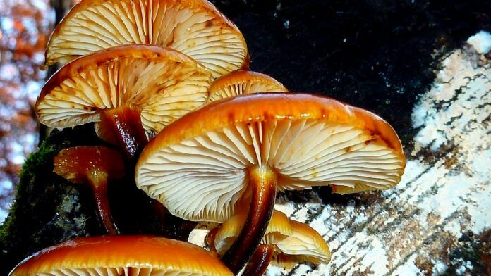 mandat za zbieranie grzybów - kępa grzybów rosnących na pniu