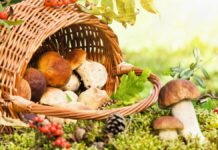 kulinarna nawigacja - grzyby i kabaczek faszerowany kosz grzybów