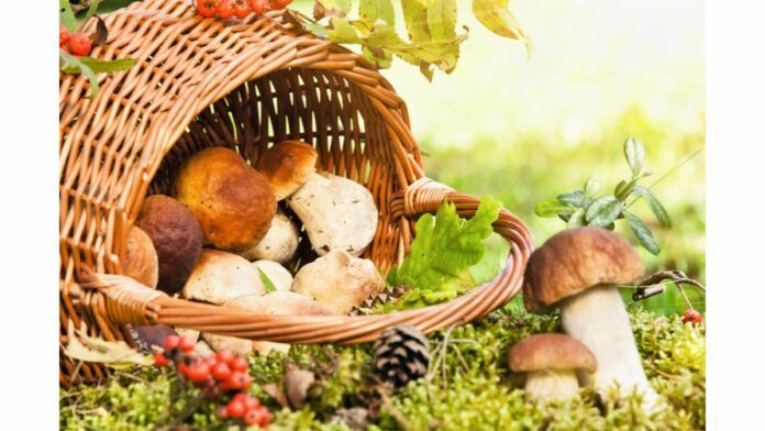 kulinarna nawigacja - grzyby i kabaczek faszerowany kosz grzybów