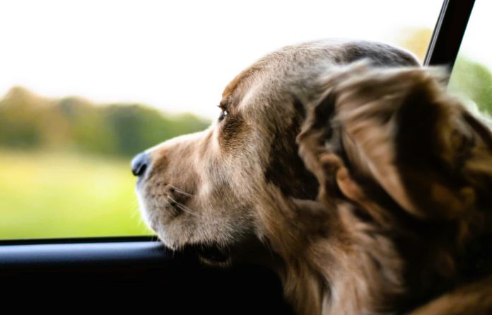 pies w samochodzie wyglądający przez szybę