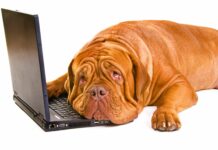 Laptop dla nauczyciela czyli gdzie pies jest pogrzebany, na zdjęciu psina z laptopem