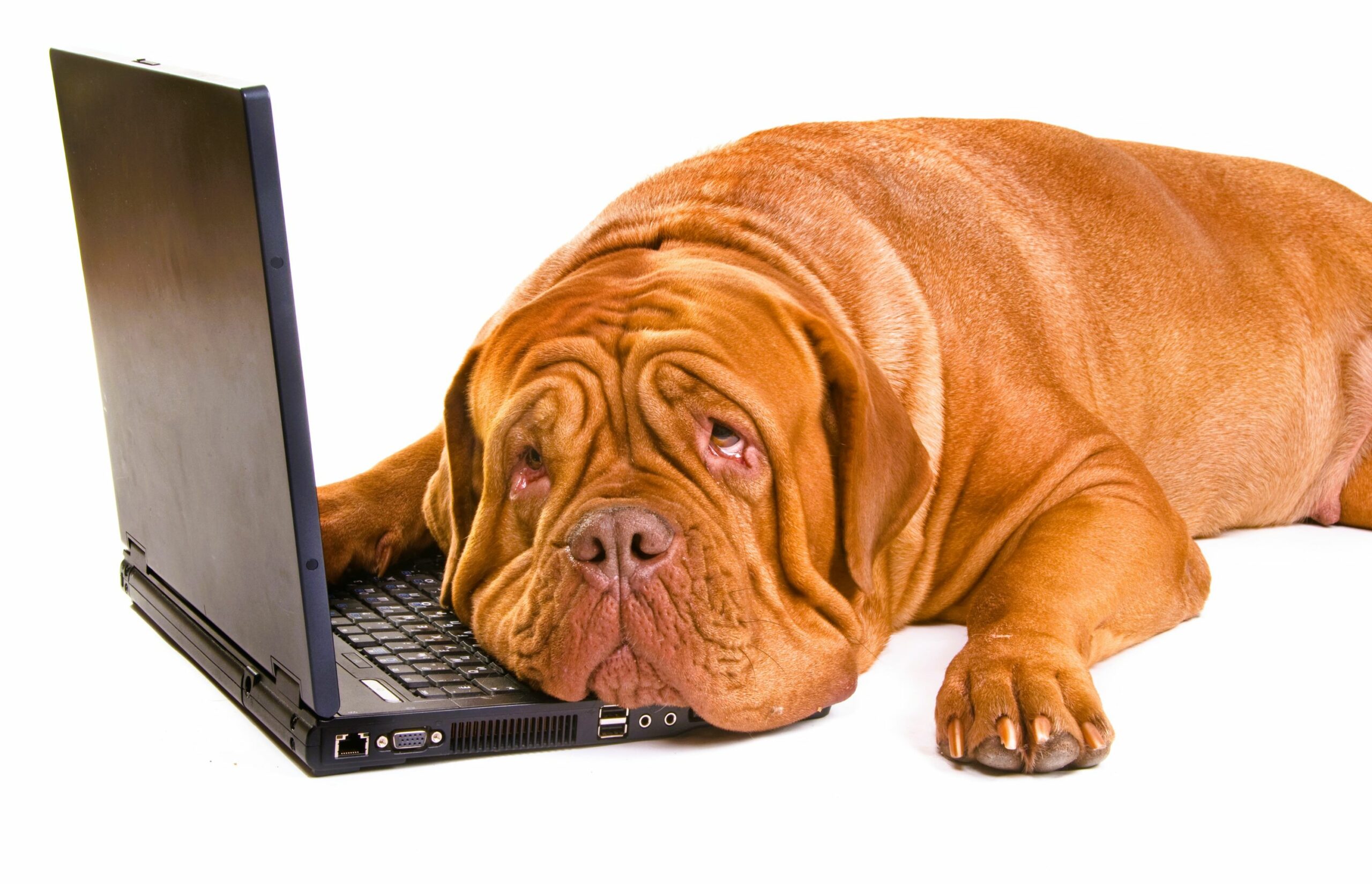 Laptop dla nauczyciela czyli gdzie pies jest pogrzebany a gdzie minister…