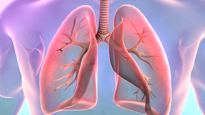 Jak rozpoznać raka płuc? Komputerowa grafika przedstawiająca zdrowe płuca