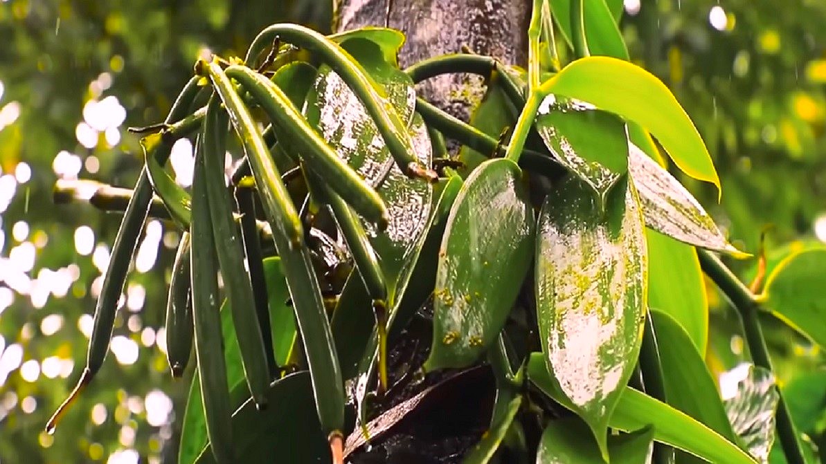 Tajemnice Wanilii -pień tropikalnego drzewa opleciony pędem wanilii. Widać pęk dojrzewających strąków podobnych do fasolki. Całość w odcieniach głębokiej zieleni.