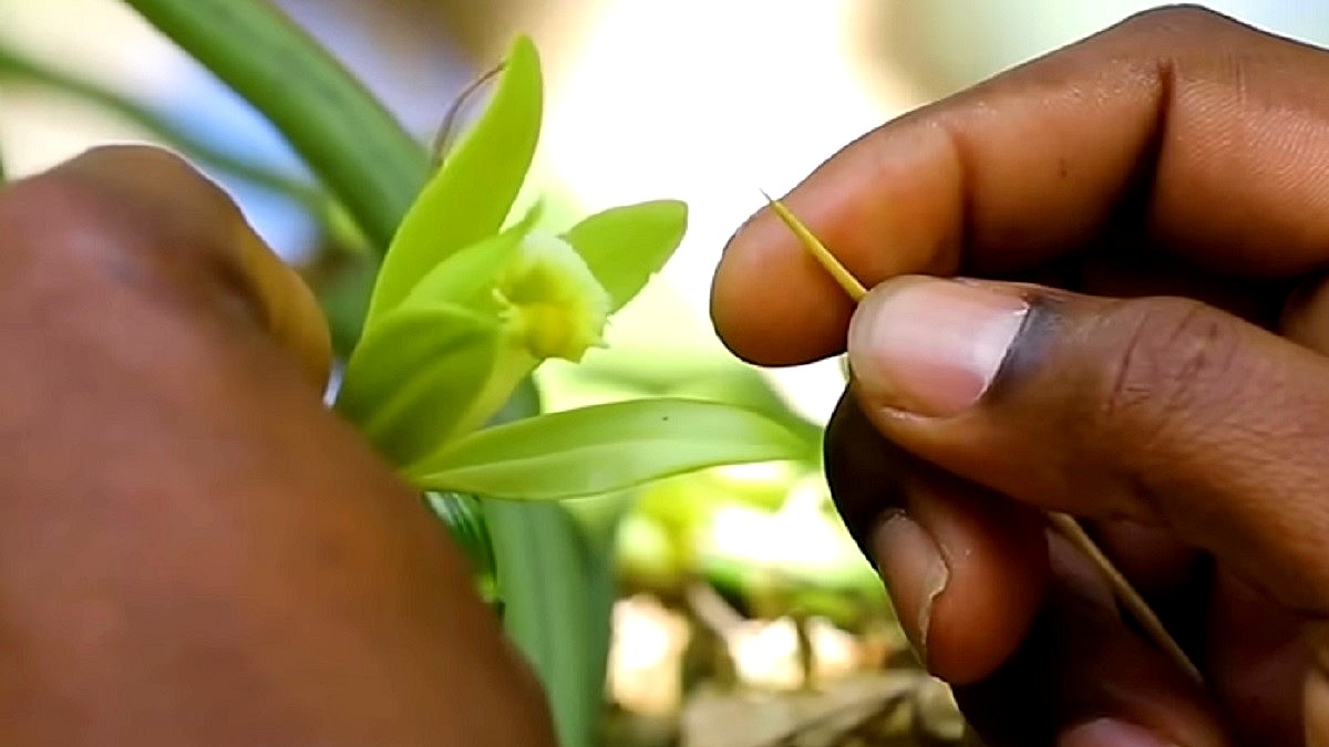 Tajemnice Wanilii - zbliżenie na dłoń trzymającą wykałaczkę, którą zapyla kwiat wanilii