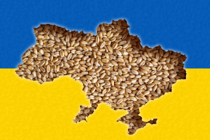 Rolnicy obawiają się, że przedłużenie bezcłowego handlu z Ukrainą doprowadzi do załamania polskiego rolnictwa. fot. Shutterstock