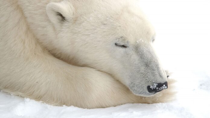 Niedźwiedzie polarne - zbliżenie na łeb niedźwiedzia polarnego, leży na śniegu z zamkniętymi ślepiami.