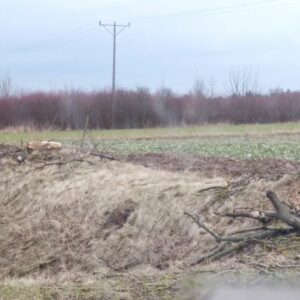 Obwodnica Pułtuska - DK61 i DK57 i wycięte drzewa w okolicach miejscowości Lipa