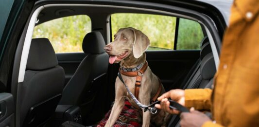 Przygotowanie psa do podróży: Praktyczne wskazówki