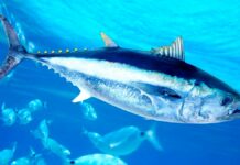 poziom rtęci w tuńczyku - w błękitnej głębi Oceanu, przemieszcza się ławica srebrzystych, dużych tuńczyków. W centrum obrazka dorodna sztuka.