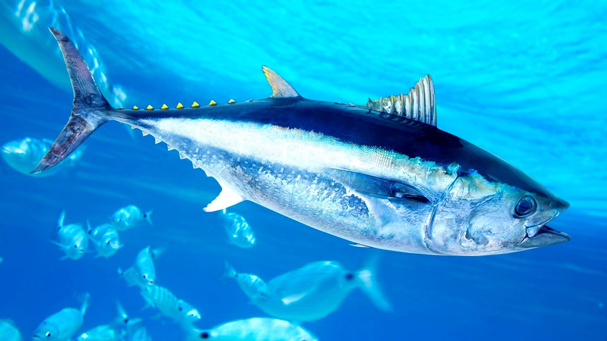 Dlaczego poziom rtęci w Tuńczyku utrzymuje się na stałym poziomie?