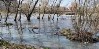 przekroczone stany ostrzegawcze na Warcie, rozlewisko rzeki w mieście, z wody wystają drzewa