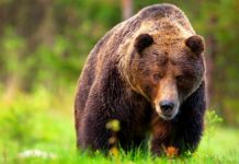 tatrzańskie niedźwiedzie - przez leśną, zieloną łąkę idzie potężny samiec niedźwiedzia brunatnego.