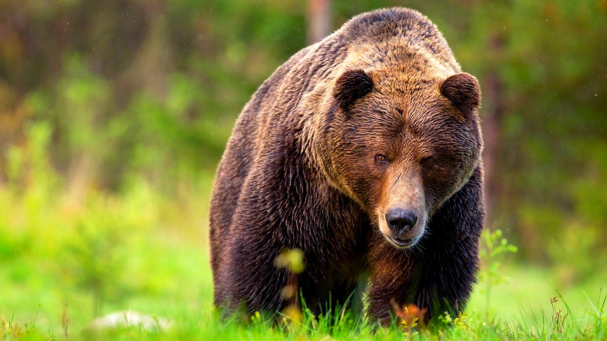 Uwaga turyści!!! Tatrzańskie niedźwiedzie budzą się i są głodne