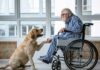 dogoterapia - pies podający łapę człowiekowi na wózku, to działa nie tylko jako przenośnia