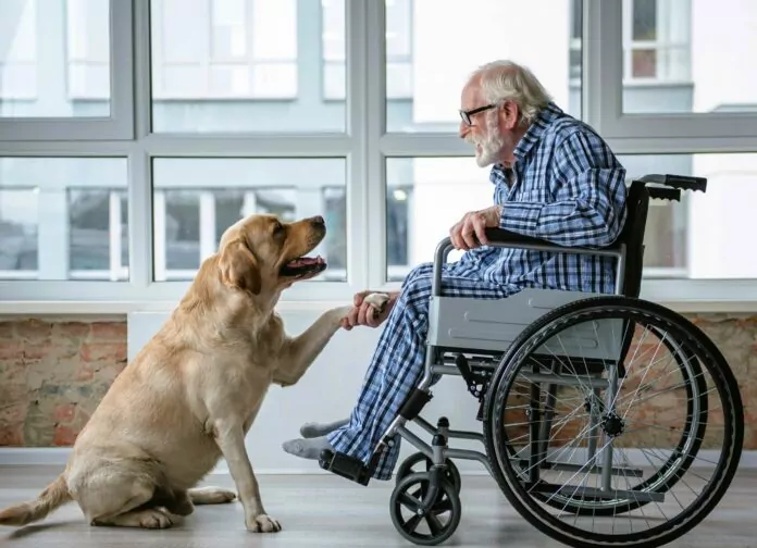 dogoterapia - pies podający łapę człowiekowi na wózku, to działa nie tylko jako przenośnia