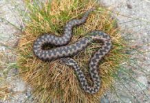 planujesz majówkę - na kępie podeschłej trawy, leży zwinięty, szaro-brązowy wąż, z charakterystycznym zygzakiem na ciele.