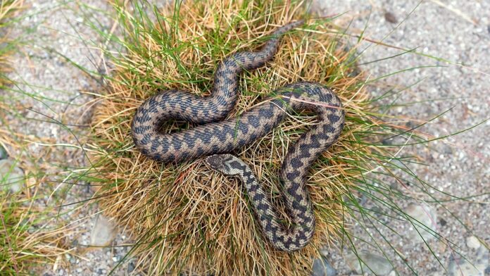 planujesz majówkę - na kępie podeschłej trawy, leży zwinięty, szaro-brązowy wąż, z charakterystycznym zygzakiem na ciele.