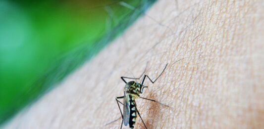 denga szaleje w obu Amerykach - komar siedzący na skórze