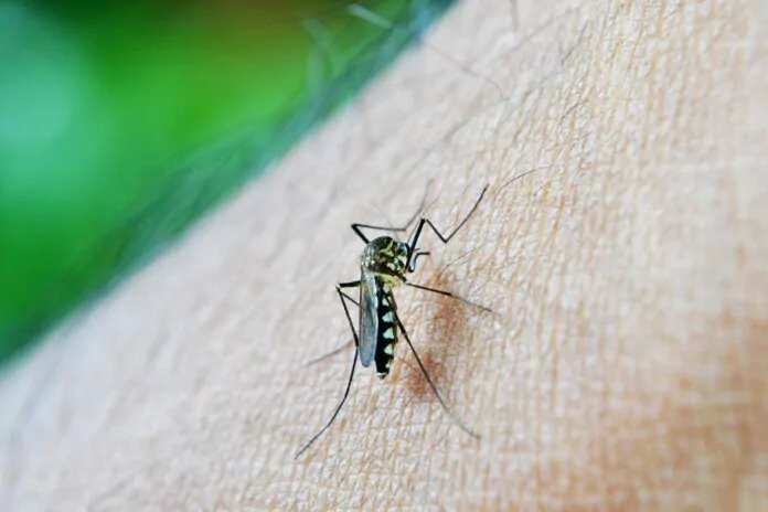 denga szaleje w obu Amerykach - komar siedzący na skórze