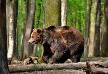 niedźwiedzie znów atakują ludzi, niedźwiedź w lesie
