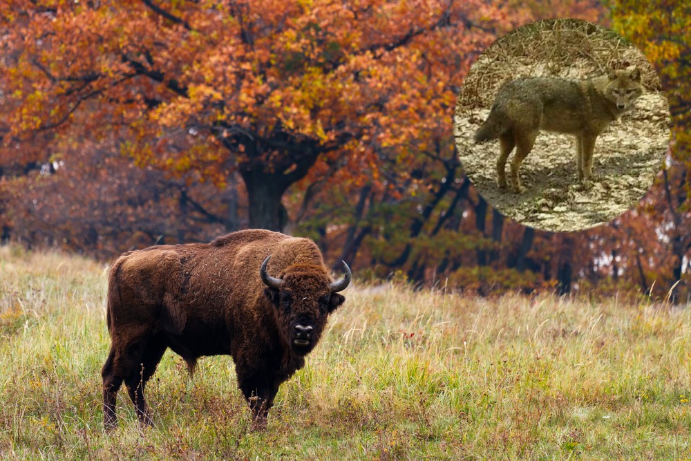 Nieoczekiwany gość w Puszczy Białowieskiej!