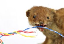 Kuna w aucie – uroczy gryzoń i przekleństwo kierowców! Jak się bronić? Kuna w aucie - na białym tle Kuna trzyma w pysku wiązkę kolorowych przewodów elektrycznych