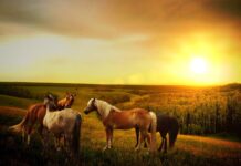 droga do Morskiego Oka, 4 konie stoją na wzgórzu