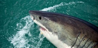 rekiny atakują w Europie, rekin wynurza się z wody