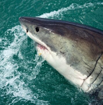 rekiny atakują w Europie, rekin wynurza się z wody