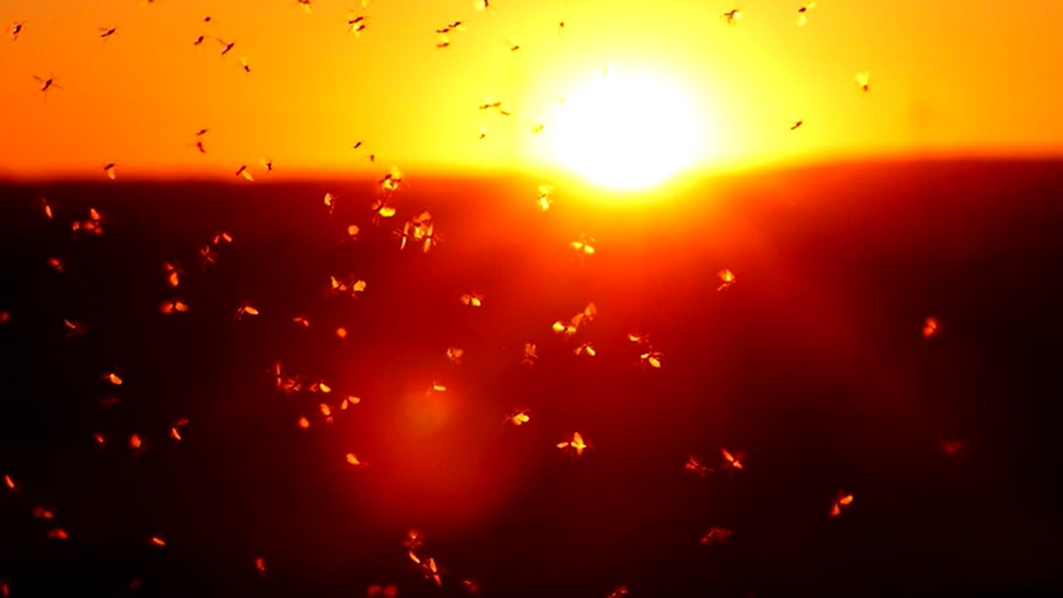 Gorączka Zachodniego Nilu atakuje. Mamy martwe ptaki w Warszawie.