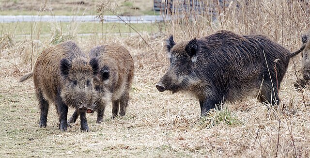 Wypadek na Trasie Siekierkowskiej: Sześć aut rozbitych, dwa martwe dziki