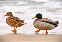 Twoje Nowe Życie czyli Buduj Zdrowe Relacje – Odkryj Potęgę Zmiany w Twoim Związku! Odkryj Potęgę Zmiany