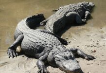 Floryda deportuje imigrantów: “Aligatorowe Alcatraz” w akcji Floryda deportuje imigrantów Aligatorowe Alcatraz w akcji