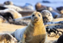 Radosne foki u ujścia Wisły, setki fok