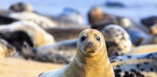 Radosne foki u ujścia Wisły, setki fok