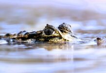 Krokodyl z klapkami marki Crocs i ich właścicielem w brzuchu został zastrzelony