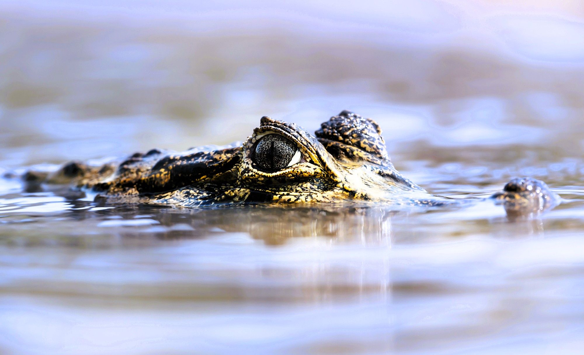 Krokodyl z klapkami marki Crocs i ich właścicielem w brzuchu został zastrzelony